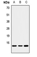 PMAIP1 antibody