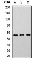 CHRNB2 antibody