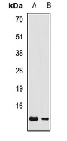 GNG3 antibody