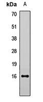 LCN1 antibody