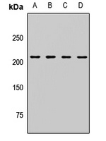 Anti-MYO5A Antibody