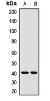 OTC antibody