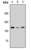 Anti-BAZ1B Antibody