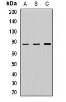 Anti-Calpain 10 Antibody