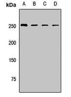 Anti-BAZ1A Antibody