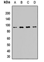 Anti-POMGNT1 Antibody