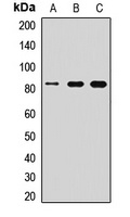 Anti-MFN1 Antibody