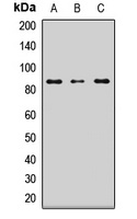 LRSAM1 antibody