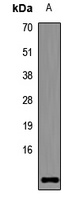 STRA13 antibody