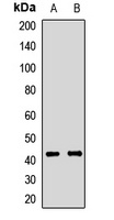 ATP1B2 antibody