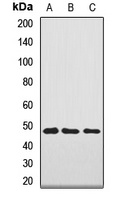 NAGA antibody