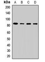 Anti-SUV3 Antibody