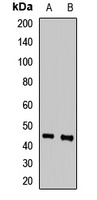 Anti-SAV1 Antibody