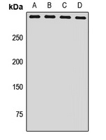 Anti-NSD1 Antibody