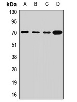 SLC2A13 antibody