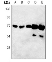 ORC3 antibody