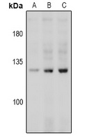 CDH5 (phospho-Y731) antibody