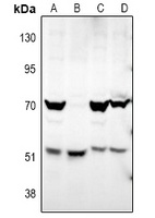 Anti-ATG4D Antibody