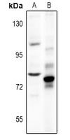 CHGB antibody