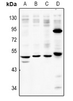 P2RX2 antibody