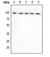 FOXO3 antibody