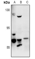 FASTKD3 antibody