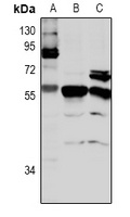 CLK4 antibody