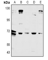 Anti-CDC25A Antibody