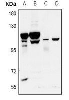 GPR115 antibody