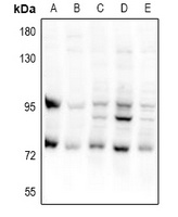 Anti-CEP95 Antibody