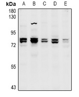 CNGA1 antibody