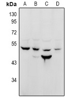 NUSAP1 antibody