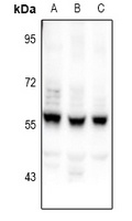 Anti-CEP55 Antibody