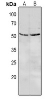 LILRA2 antibody