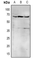 Anti-CD172a/b Antibody