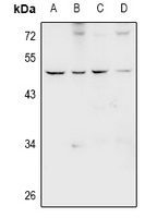 Anti-GPR66 Antibody