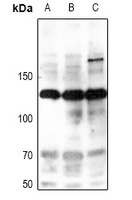 NOS2 (phospho-Y151) antibody