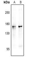 NOS1 (phospho-S1417) antibody