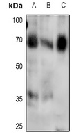 SMAD4 (phospho-T276) antibody