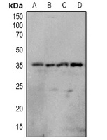 Anti-OTUB1 (Phospho-S187) Antibody