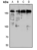 DAPK1 (phospho-S736) antibody