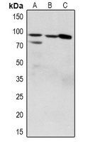 Anti-ZAK (Phospho-S165) Antibody
