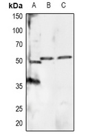 RXRA (phospho-S260) antibody