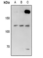 USP28 antibody