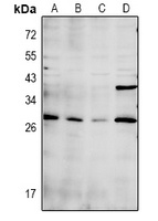 Anti-CDC42EP3 Antibody