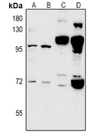 CLIC6 antibody