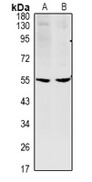 CCDC102A antibody