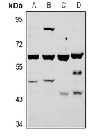 ATG4A antibody
