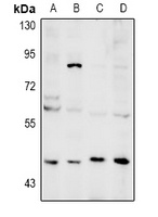 NEIL1 antibody