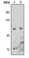 EPHA10 antibody